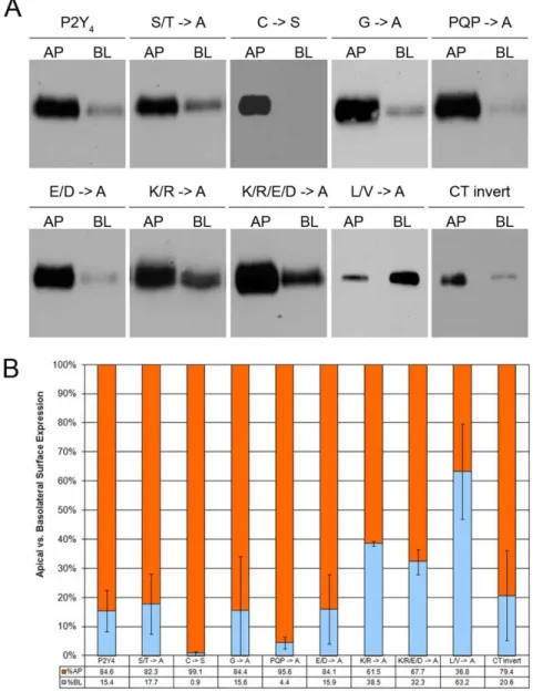 Figure  2.4.  Surface  expression  of  receptor  constructs  with  mutant  P2Y 4   C-tails