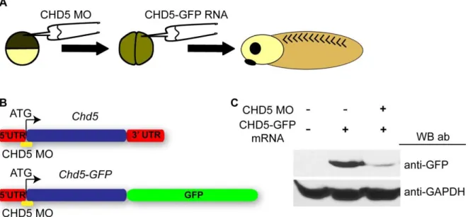 Figure S3.4. Efficacy of translation blocking CHD5 morpholinos.  
