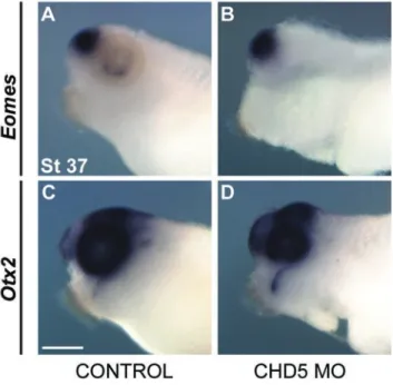 Figure S3.8. CHD5 is not required for anterior patterning.  