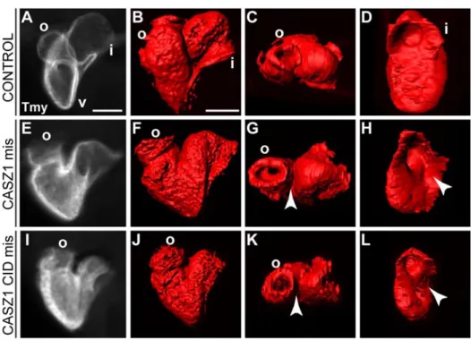 Figure 3.8. The CASZ1 CID domain can function as a dominant negative version of CHD5.  