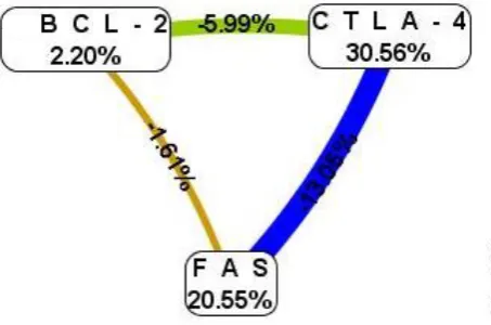 Fig. 9. Cluster analysis of modeling gene-gene interaction of three genes CTLA-4, Fas and Bcl-2 in patients with thyroid pathology in the condition of subclinical hypothyroidism