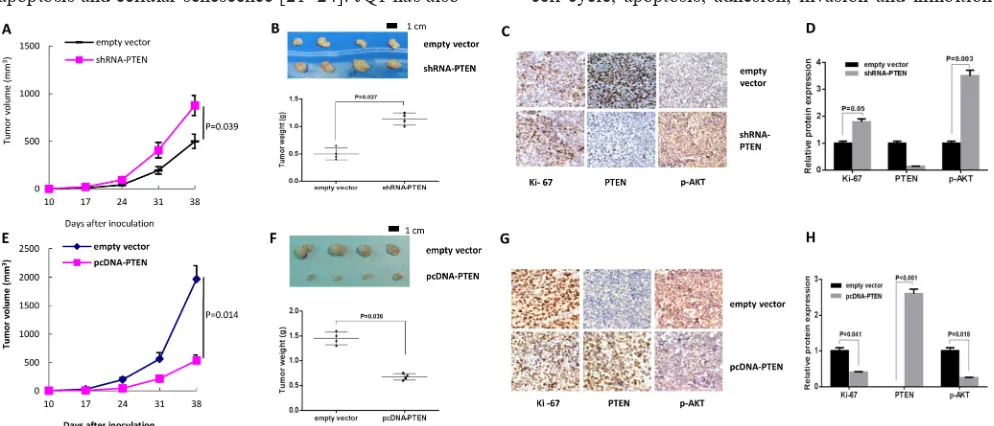 Figure 5: Tumor sensitivity to JQ1 was dependent on PTEN status in vivo. (A) The Hec-1a xenografts with PTEN loss presented resistance to JQ1 after 4 weeks of treatment (p = 0.039)