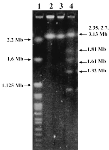 FIG. 2. Scanning electron micrograph of L. hongkongensisis aﬂagellated. Bar, 1. Cells vary in length from 0.79 to 2.5 �m