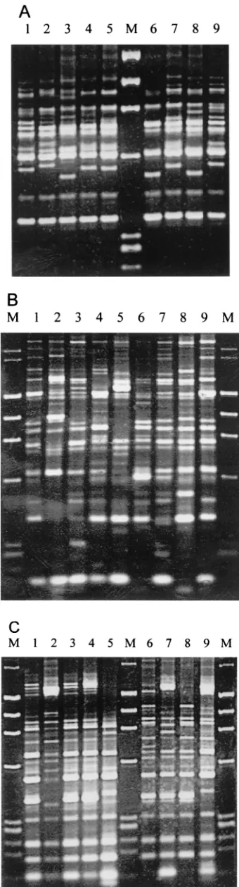 FIG. 1. Ampliﬁcation ﬁngerprints of some V. parahaemolyticusstrains with RS-, REP-, and ERIC-PCR methods