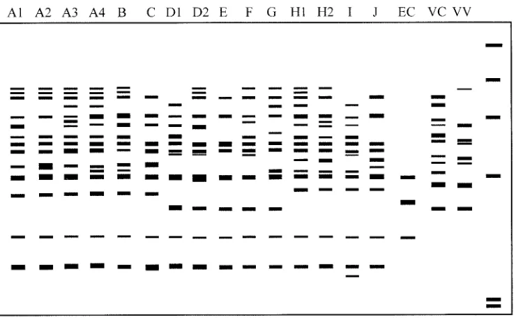 FIG. 2. Diagram of ampliﬁcation patterns of V. parahaemolyticus with RS-PCR. EC, E. coli; VC, V