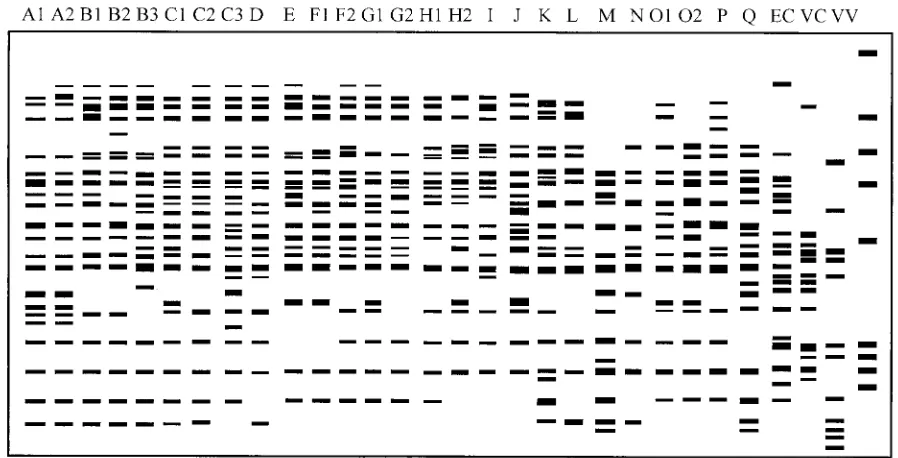 FIG. 3. Diagram of ampliﬁcation patterns of V. parahaemolyticus with REP-PCR. EC, E. coli; VC, V