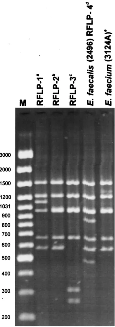 FIG. 2. RFLP analysis of the vanBanda polymorph type of the original TnfaecalisDNA Ladder Plus (MBI Fermentas)