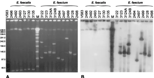 FIG. 3. Analysis of location of vanBstudy isolates. (A) PFGE gel; (B) hybridization. Lanes contain DNA of the indicated isolates, DNA of the(lanes V583) (45), or a gene clusters by hybridization of the vanB cluster probe with undigested and PFGE-separated 