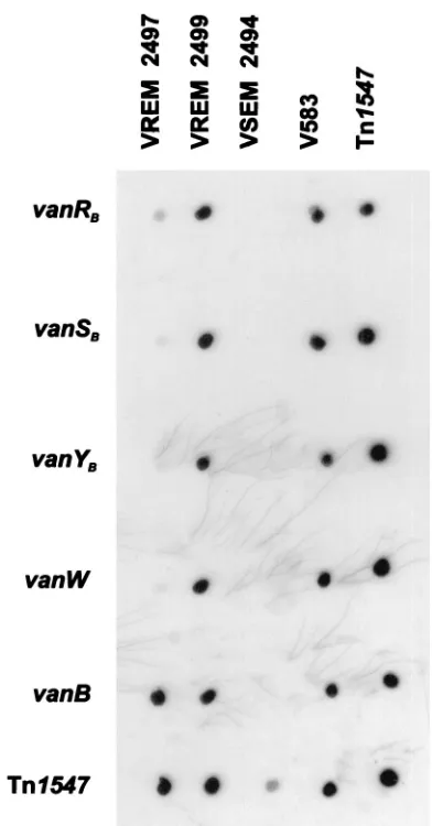 FIG. 4. Analysis of presence of vanRfaecalisteicoplanin-resistant VREM 2497 isolate by dot blot hybridization witha set of speciﬁc probes
