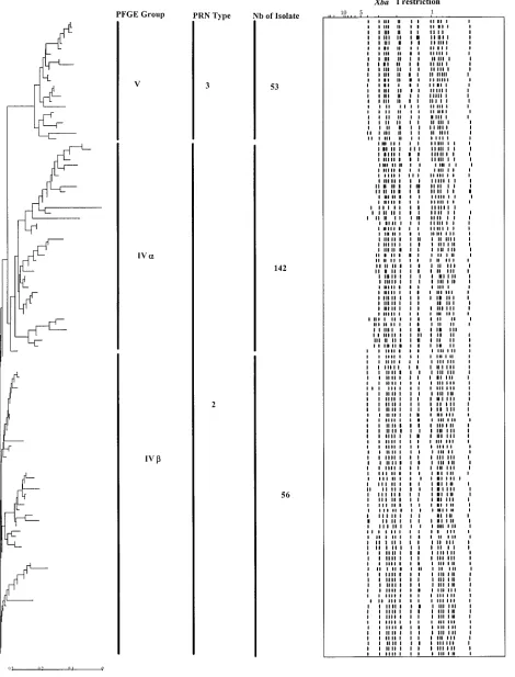 FIG. 3. Classiﬁcation of recently collected isolates by PFGE. DNA was puriﬁed from isolates and restricted with Speseparated by electrophoresis as described previously (35)
