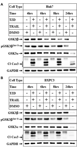 Figure 2: Attenuation of GSK3β pathway in various cancer cells by TRAIL and TZD treatment