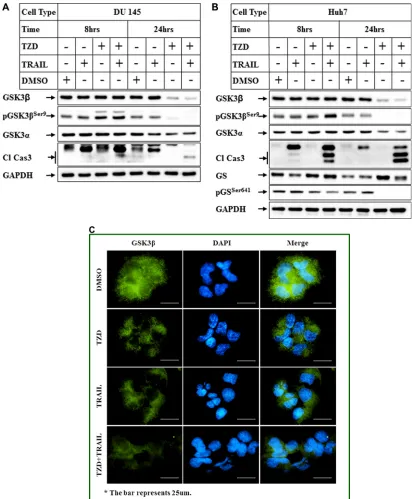 Figure 3: Comparison of the effects of TRAIL and TZD alone or in combination in antagonizing GSK3β pathway