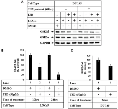 Figure 4: TZD treatment attenuates GSK3β expression at a transcriptional level. (A) DU 145 cells were pretreated with 50 µg/ml Cycloheximide (CHX) for 48 hrs and then with DMSO or TRAIL, TZD alone or in combination for an additional 24 hrs