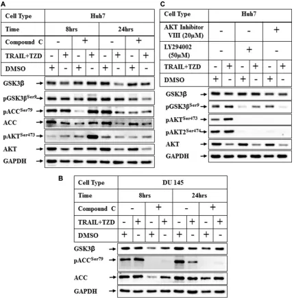 Figure 6: Effect of inhibition of AMPK and PI3K/AKT pathways on TRAIL-TZD-induced modulation of GSK3β pathway