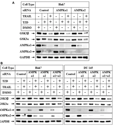 Figure 7: Effect of knockdown of AMPK α1 or α2 on TRAIL-TZD modulation of GSK3β pathway