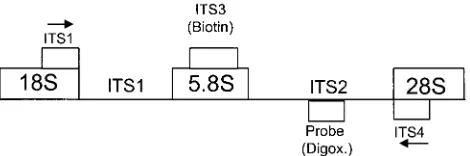 TABLE 1. Sequences of oligonucleotide primers and probes