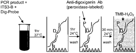 FIG. 2. Diagram of PCR-EIA procedure. PCR product is heat de-natured and incubated with both a biotinylated capture probe (ITS3-B)