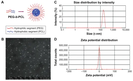 Figure 1 characterization of Peg-b-Pcl nano-micelles.Notes: (A) schematic representation of structure of Peg-b-Pcl nano-micelles