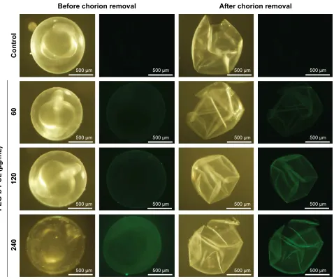 Figure 2 embryo chorion absorption of Peg-fluorescent images of embryos before and after chorion removal are shown.b-Pcl nano-micelles.Notes: embryos were exposed to 0, 60, 120, and 240 μg/ml FITc-labeled Peg-b-PCL nano-micelles