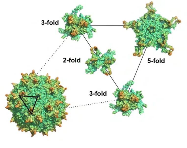 Figure 1.3. Organization of the AAV capsid. PyMol representation of the AAV2  capsid. The capsid is comprised of 60 repeating monomers that assemble into a T=1  icosahedron