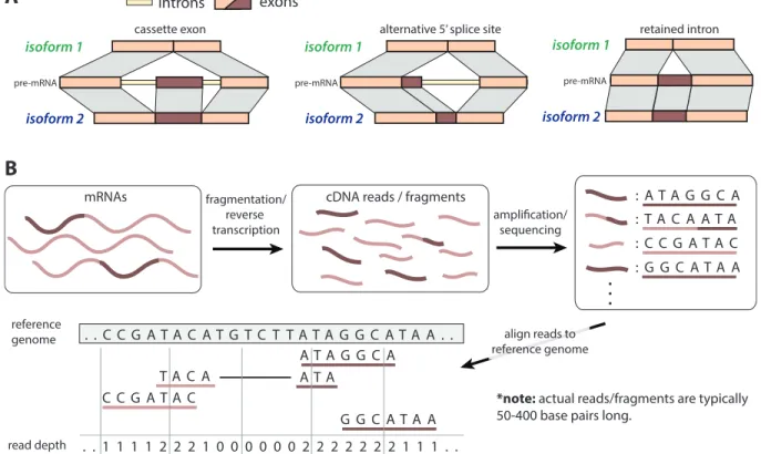 Figure 1.6: (A) Three modes of mRNA alternative splicing leading to multiple isoforms from a single gene locus: cassette alternative exon, alternative 5 ′ splice site, and intron retention