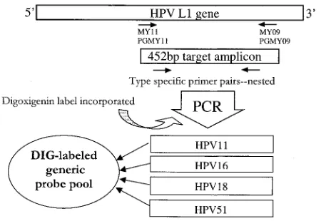 TABLE 2. Comparison between DIG-labeled generic probe MWPassay and standard radiolabeled-generic-probe methoda