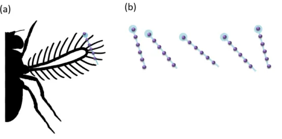 Figure 1.4. A bristled wing can be modeled in two-dimensions using a cross section  through the chord of the wing (a)