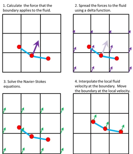 Figure 2.2. The basic steps of the immersed boundary method for each time step. 