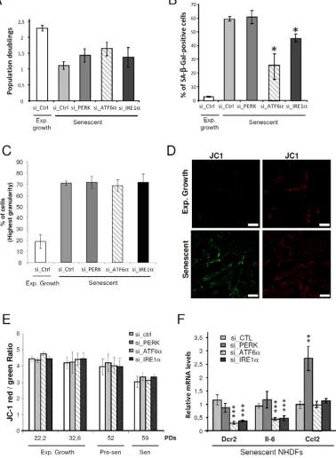 Figure 4: Control of some markers of senescence by the UPR. A. Exponentially growing or senescent NHDFs were subjected to PERK, ATF6α or IRE1α silencing by siRNA as well as a non-target control