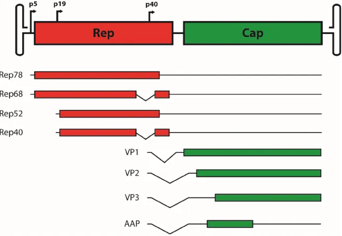 Figure 1: Schematic representation of the wildtype AAV genome. The AAV genome consists  of two ORFs, rep and cap, driven by three different promoters, p5, p19, and p40