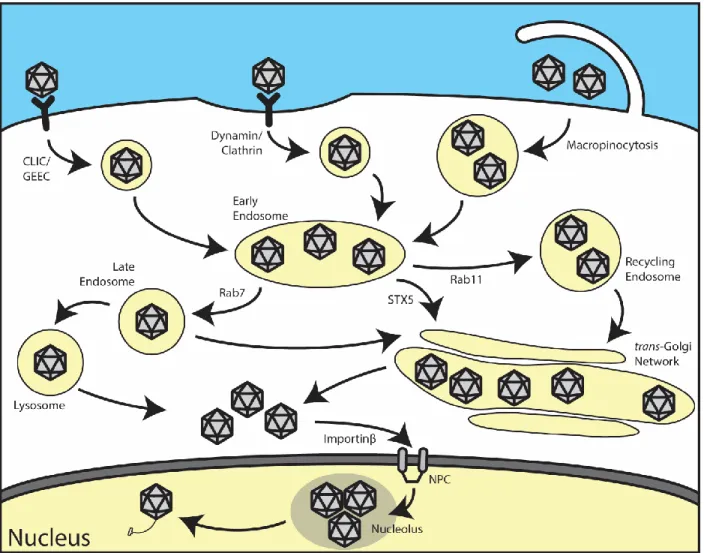 Figure 2: Model of the intracellular trafficking pathway of AAV. AAV binds to a 