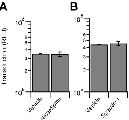Figure 4: Modulation of autophagy does not impact AAV transduction. HeLa cells 