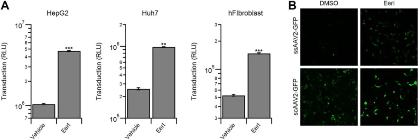 Figure 8: EerI increases vector transduction in a cell type and genome type independent  manner