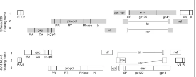 Figure 1.1: Organization of SIVmac239 and HIV-1 genomes. The SIVmac239 (above) protein- protein-coding domains are in gray (labeled), and lines indicate domain junctions