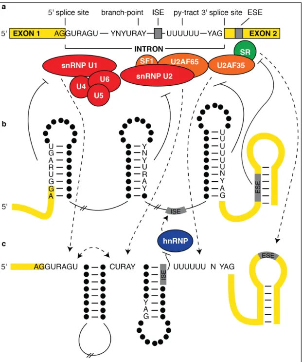 Figure 1.2. Splicing factors and the impact of RNA structure on splicing regulation. Figure  adapted from (169)