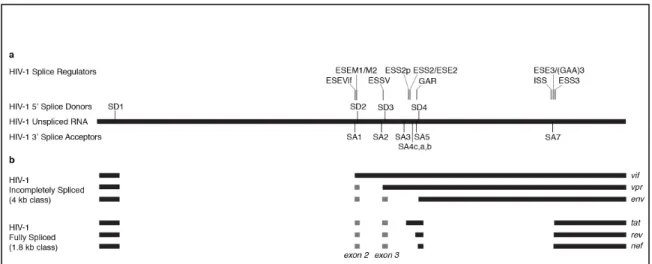 Figure 1.3: Schematic showing splice sites and regulatory regions in HIV-1. (a) Location of splice  donors SD1-4 and acceptors SA1-7 in relation to unspliced RNA
