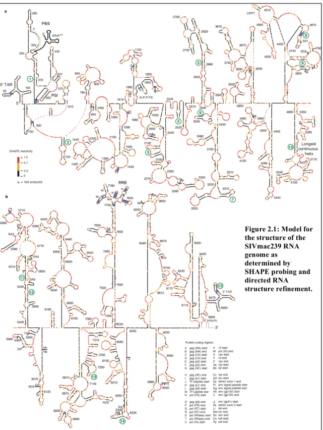 Figure 2.1: Model for  the structure of the  SIVmac239 RNA  genome as  determined by  SHAPE probing and  directed RNA  structure refinement.	  
