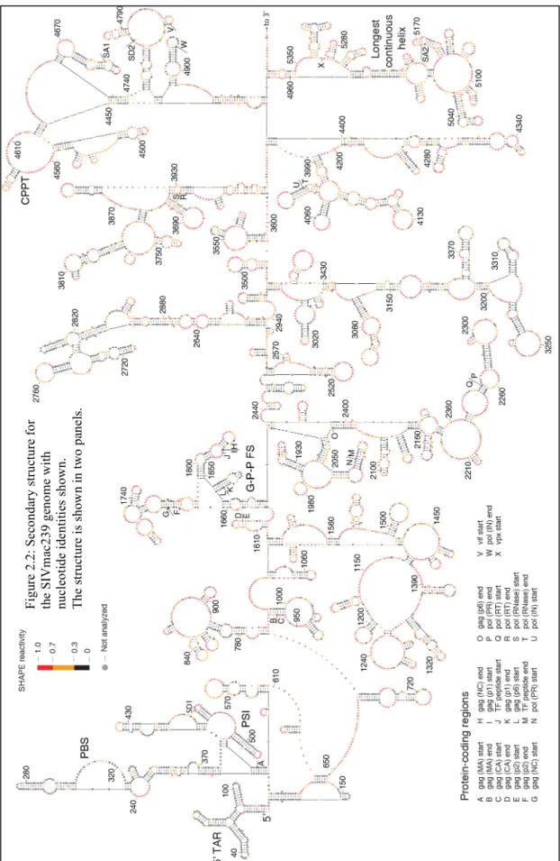 Figure 2.2: Secondary structure for the SIVmac239 genome with  nucleotide identities shown