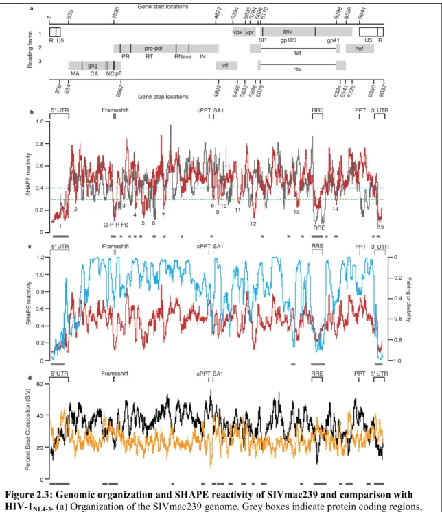 Figure 2.3: Genomic organization and SHAPE reactivity of SIVmac239 and comparison with  HIV-1 NL4-3 