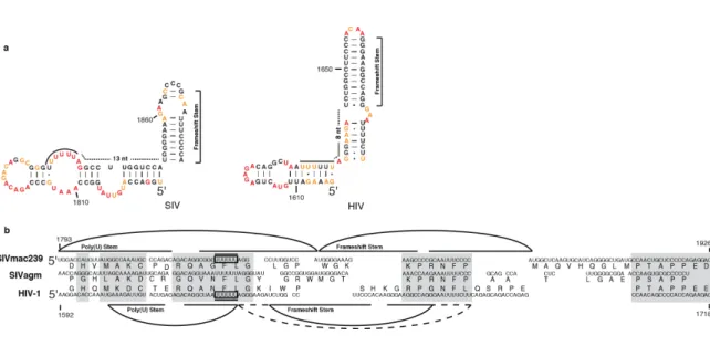 Figure 2.5: Codon alignment and predicted pairing partners in the Gag-Pro-Pol frameshift region  of SIVmac239 and HIV-1