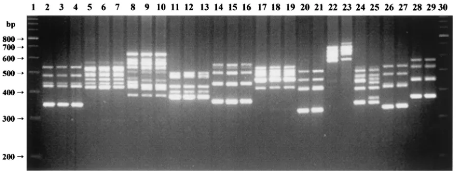 FIG. 2. ITS-PCR ampliﬁcation patterns of clinical strains. Lanes 1 and 30, 100-bp ladder molecular size markers