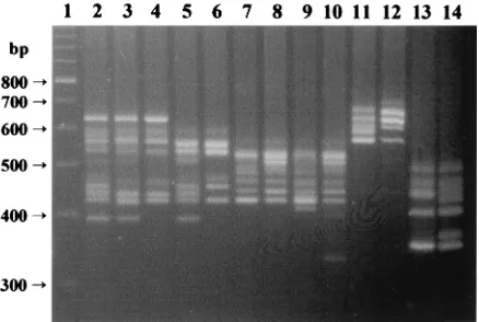 FIG. 3. Examples of intraspeciﬁc ITS-PCR polymorphisms de-tected in this work. Lane 1, 100-bp ladder molecular size marker.