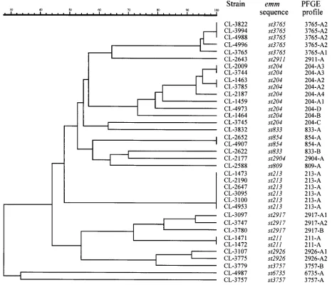 FIG. 2. Dendrogram resulting from a computer-assisted analysis of the PFGE proﬁles of Smato newI-digested genomic DNA of S