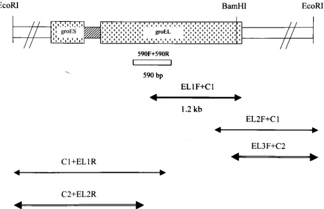 TABLE 2. Sequence identity among inferred GroES and GroELgenes from E. faecalis and related bacteria
