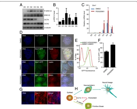 Fig. 6 ERK inhibition at epiblast-like stage promoted differentiation of neuroectodermal precursors from ESCs.intensity of western blot analysis from (precursor cells