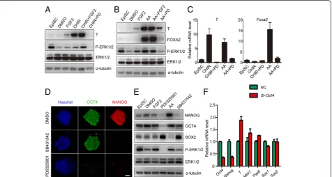 Fig. 3 PD0325901 prevented formation of the primitive streak and inhibits EpiSC self-renewal.sex determining region Y-box 2,factor, T brachyury, ERK extracellular signal-regulated protein kinase, OCT4 octamer-binding transcription factor 4, FOXA2 forkhead 