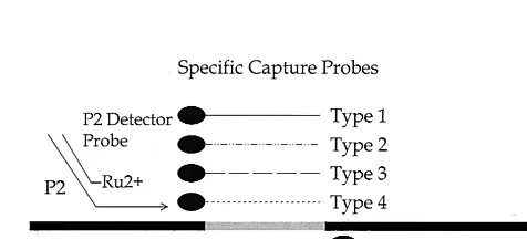 TABLE 1. Sequences of the primers and probes used in the dengue NASBA assays