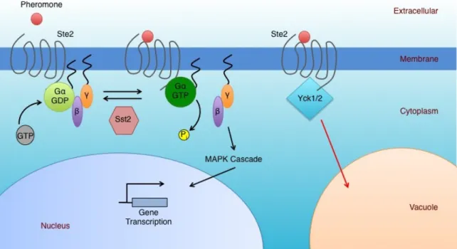 Figure 1.2: Pheromone response pathway in yeast . The mating pathway in yeast consists of a GPCR Ste2, G-protein subunits Gα and Gβγ, MAPK cascade and the RGS protein Sst2.