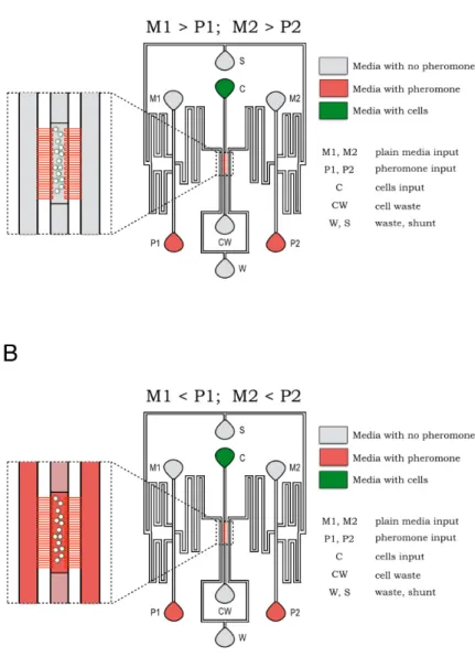 Figure A.1: A. Yeast cells for live-cell imaging loaded in to the cell chamber using the cell loading port ’c’