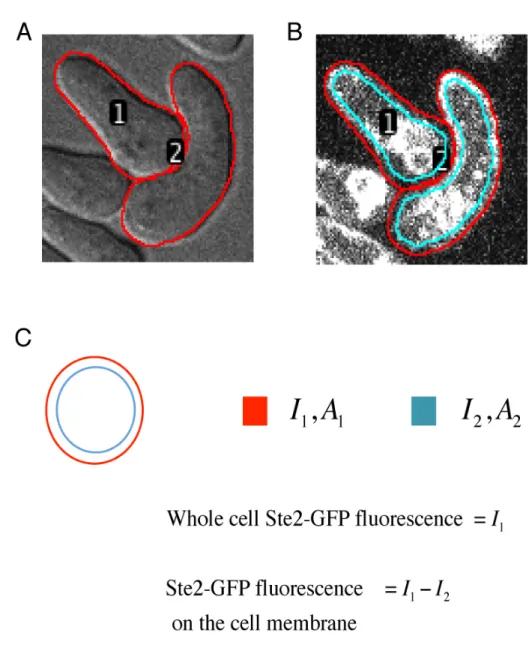 Figure A.2: A. Cell boundaries (red circles) identified manually and saved in ImageJ ROI Manager